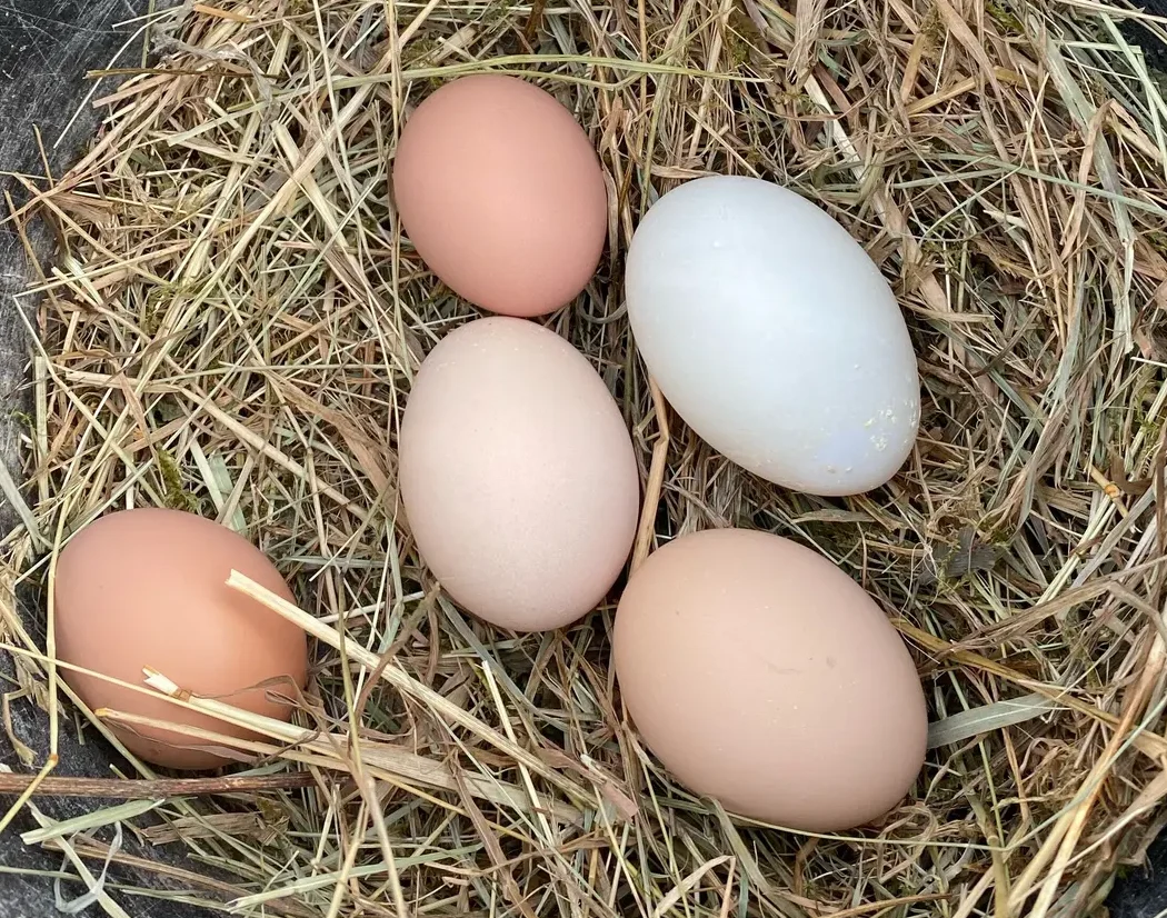 Oeuf frais fermier de poules