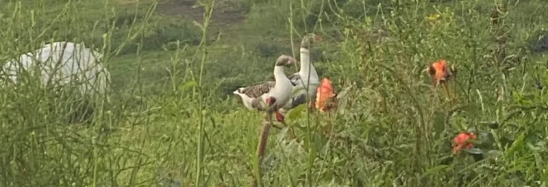 granja agroecológica