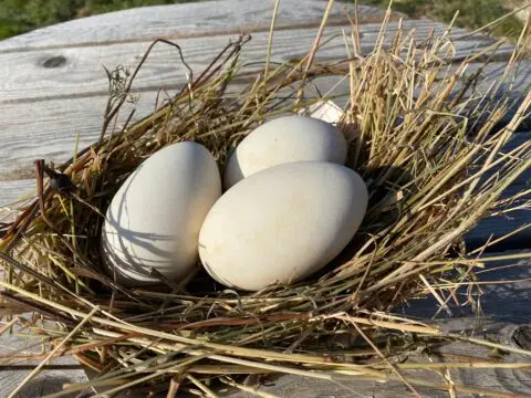 Fresh goose eggs