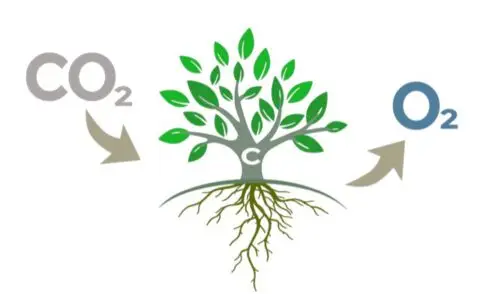 Certificat carbone 1 tonne