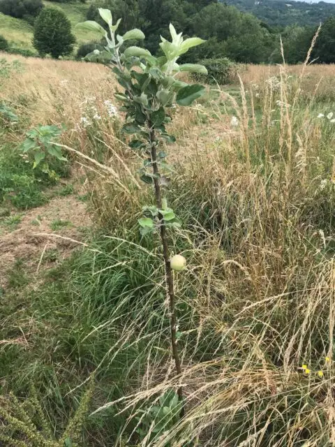 Pommier