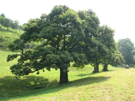 Châtaignier