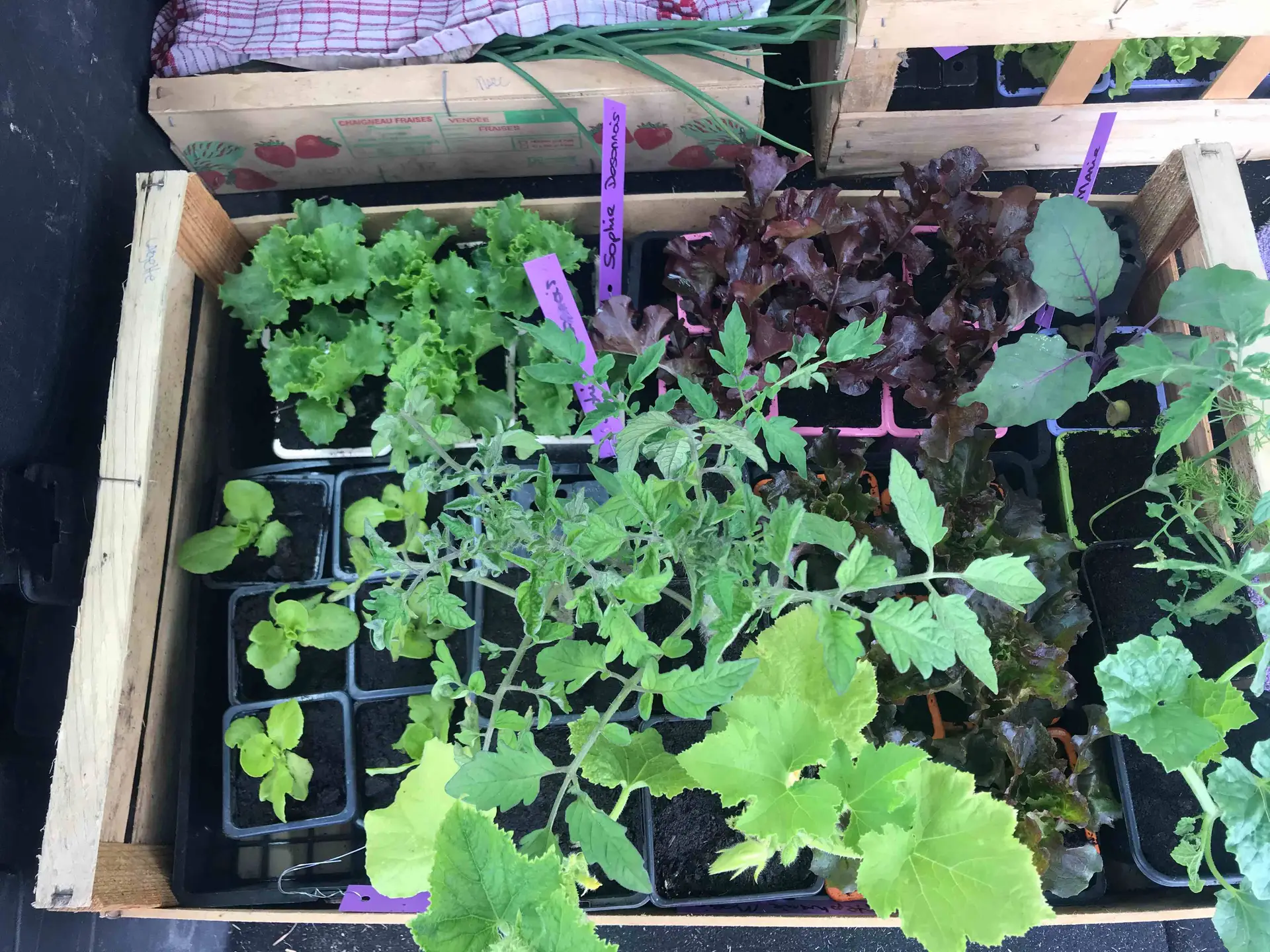 atelier semis de printemps