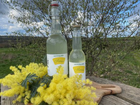 boisson petillante mimosa sans alcool fermentee naturelle maison limonade gazeuze soda