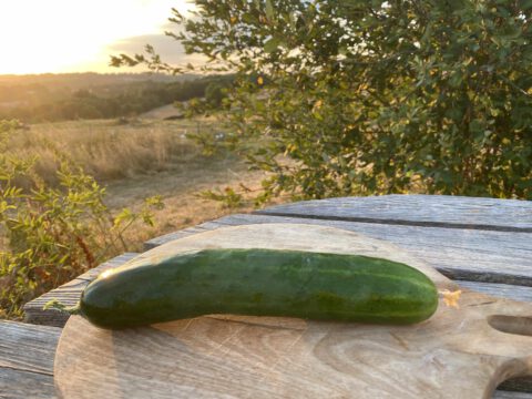concombre sans engrais chimique sans pesticide