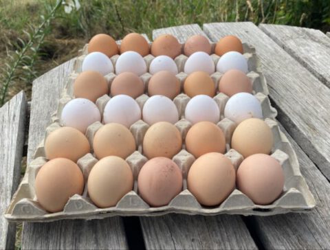 oeufs frais fermiers