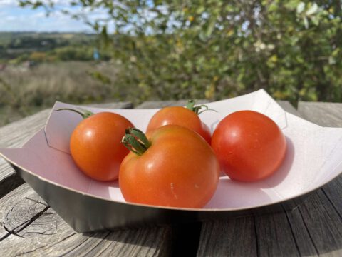 sieger sol vivant tomate ancienne